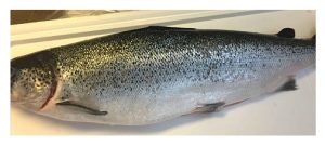 atlantic-fish